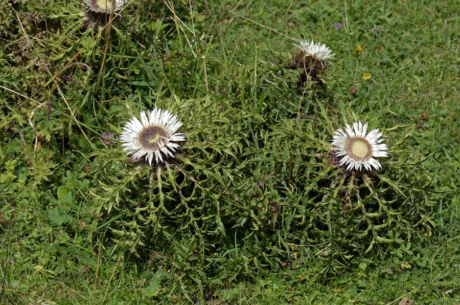 Carlina acaulis s.l. / Carlina bianca